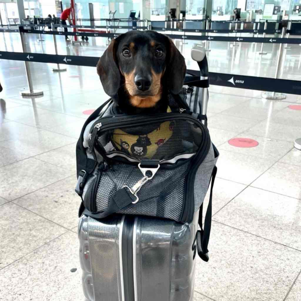 mi perro en el aeropuerto
